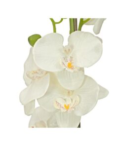 EUROPALMS Orchid, cream, 65cm