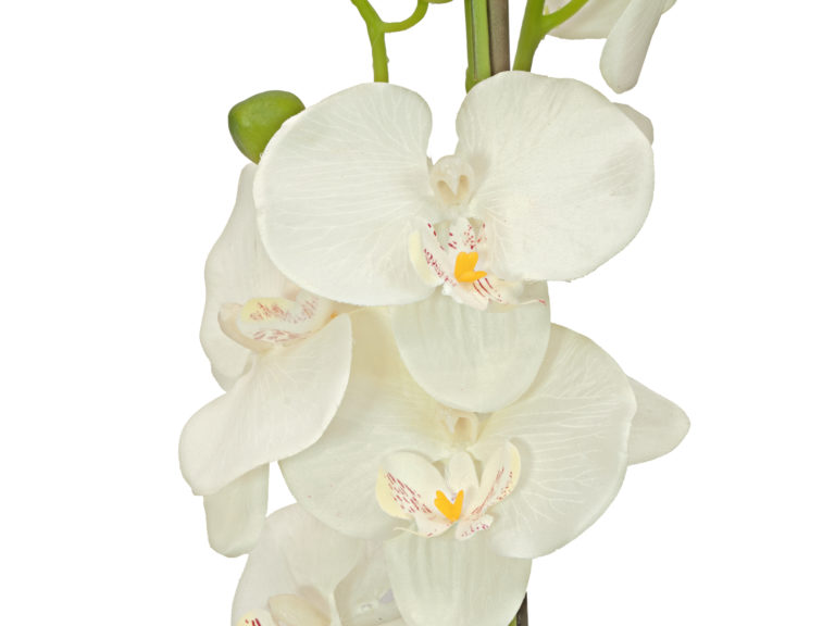 EUROPALMS Orchid, cream, 65cm