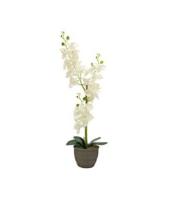 EUROPALMS Orchid, cream, 65cm