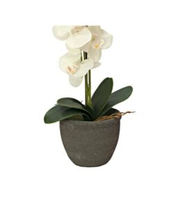 EUROPALMS Orchid, cream, 65cm