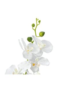 EUROPALMS Orchid, white, 65cm