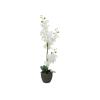 EUROPALMS Orchid, white, 65cm