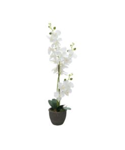 EUROPALMS Orchid, white, 65cm