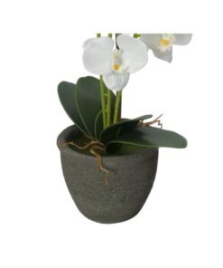 EUROPALMS Orchid, white, 65cm