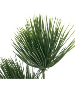 EUROPALMS Papyrus plant, 100cm