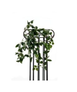 EUROPALMS Philodendron Bush Classic, 60cm