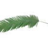 EUROPALMS Coconut Kingpalm branch, 180cm