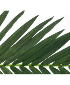 EUROPALMS Coconut king palm branch, 150cm