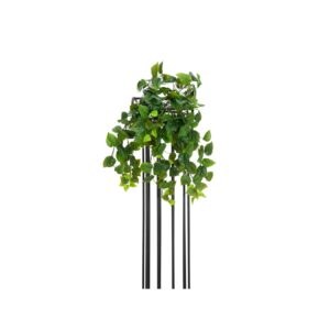 EUROPALMS Philodendron Bush, Premium, 50cm
