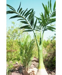 EUROPALMS Phoenix palm, artificial plant, 240cm