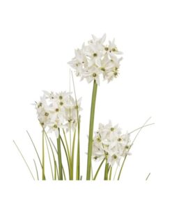 EUROPALMS Allium grass, artificial plant, white, 120 cm