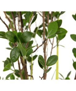 EUROPALMS Evergreen shrub with grass, artificial plant, 120cm