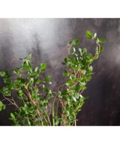 EUROPALMS Evergreen shrub with grass, artificial plant, 182cm