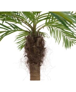EUROPALMS Phoenix palm tree luxor curved, artificial plant, 240cm