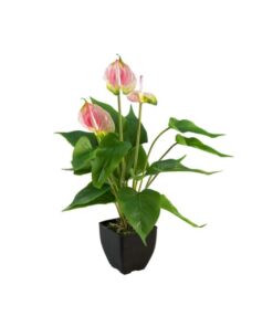 EUROPALMS Anthurium, artificial plant, white and pink