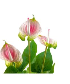 EUROPALMS Anthurium, artificial plant, white and pink