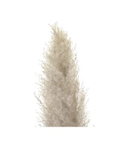 JOLIPA Pampas grass branch, dried, natural, 137cm