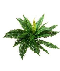 EUROPALMS Boston Fern, artificial plant,53cm