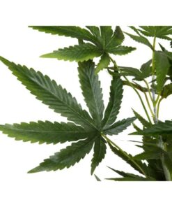 EUROPALMS Cannabis-plant,textile, 150cm
