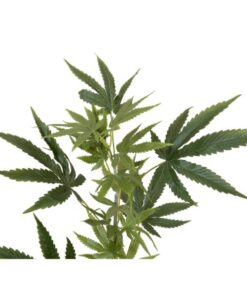 EUROPALMS Cannabis-spra, textile, 90cm