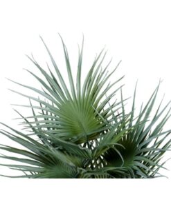 EUROPALMS Fan palm, artificial plant, 55cm
