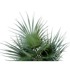 EUROPALMS Fan palm, artificial plant, 55cm
