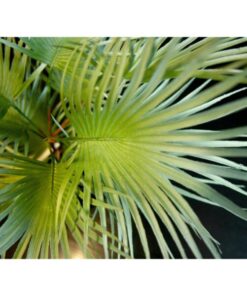EUROPALMS Fan palm, artificial plant, 55cm