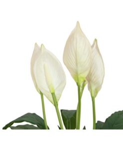 EUROPALMS Lily Peace, artificial plant, 49cm