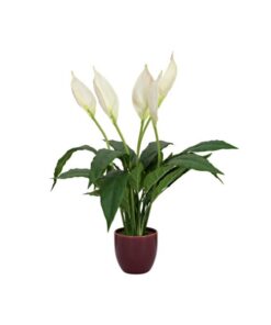 EUROPALMS Lily Peace, artificial plant, 49cm