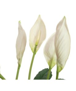 EUROPALMS Lily Peace, artificial plant, 49cm