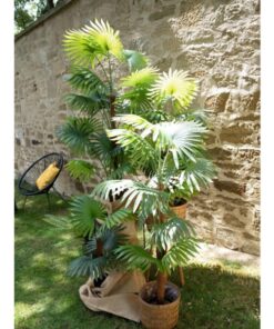 EUROPALMS Fan palm, artificial plant, 130cm