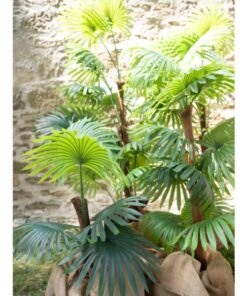 EUROPALMS Fan palm, artificial plant, 155cm