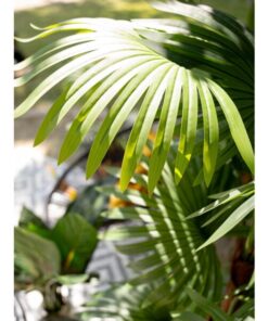 EUROPALMS Fan palm, artificial plant, 155cm