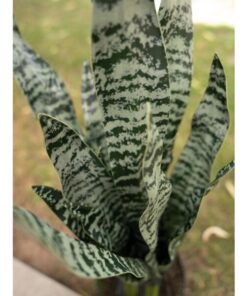 EUROPALMS Snake Tongue (EVA), artificial, green, 60cm