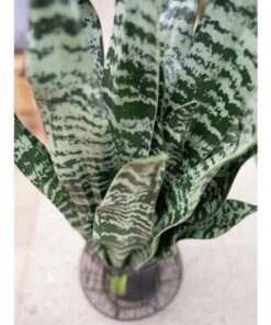 EUROPALMS Snake Tongue (EVA), artificial, green, 60cm