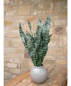 EUROPALMS Snake Tongue (EVA), artificial, green, 60cm