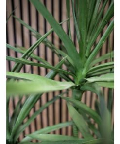 EUROPALMS Dracaena, artificial plant, green, 170cm
