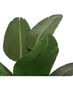 EUROPALMS Strelitzia, artificial plant, 170cm