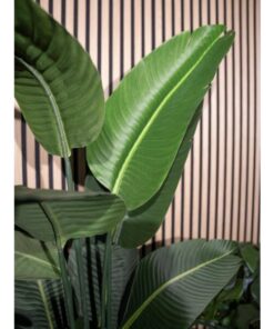 EUROPALMS Strelitzia, artificial plant, 170cm