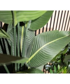 EUROPALMS Strelitzia, artificial plant, 170cm