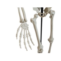 EUROPALMS Halloween Skeleton, standing, 150 cm